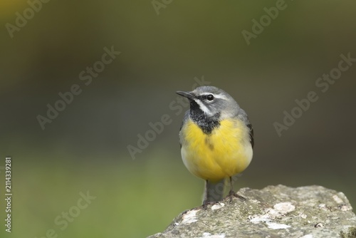 Grey wagtail (Motacilla cinerea) adult male bird on a rock, England, United Kingdom