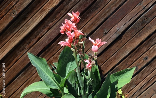 Bild auf Leinwand Flowering pink Canna indica with black leaves on wooden wall pattern