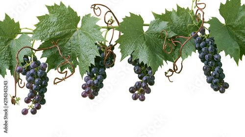 Dark purple grapes hanging from vine with green leaves