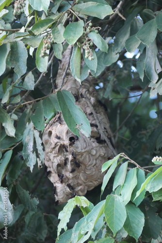 Mud dauber wasp building an earthen nest, showcasing natural behavior, intricate craftsmanship, biodiversity, and insect ecology.