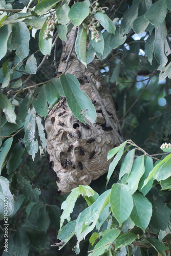 Mud dauber wasp building an earthen nest, showcasing natural behavior, intricate craftsmanship, biodiversity, and insect ecology.