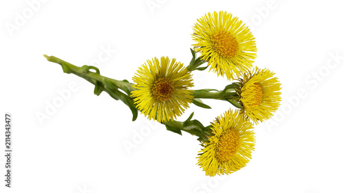 Four yellow coltsfoot flowers on green stem