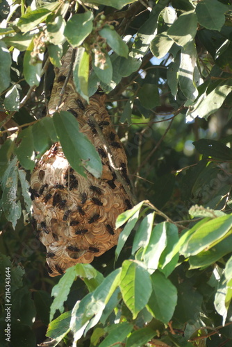 Mud wasp nest built from natural soil, showcasing intricate structure, insect behavior, biodiversity, and fascinating wildlife.