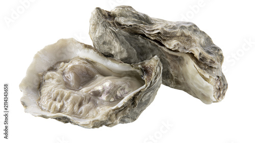 Foto Two opened oysters with grey rough shells and pale flesh