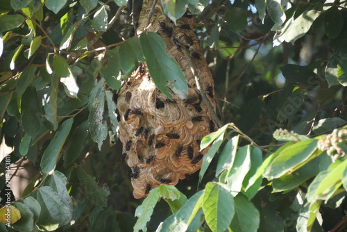 Mud wasp nest built from natural soil, showcasing intricate structure, insect behavior, biodiversity, and fascinating wildlife.