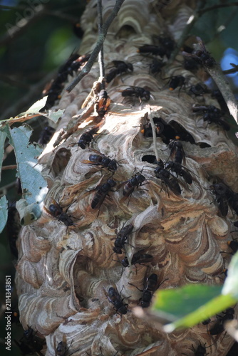 Mud wasp nest built from natural soil, showcasing intricate structure, insect behavior, biodiversity, and fascinating wildlife.