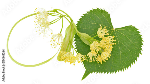 Foto Linden tree flowers and leaf with bract