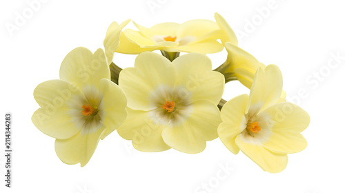 Foto Cluster of pale yellow primrose flowers with orange centers