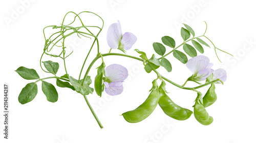 Obraz na plátně Green pea pods with delicate purple flowers and tendrils