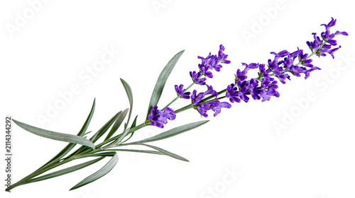 Purple lavender sprigs with green leaves