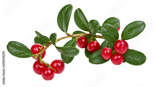 Obraz na płótnie Red lingonberries on green branch with leaves