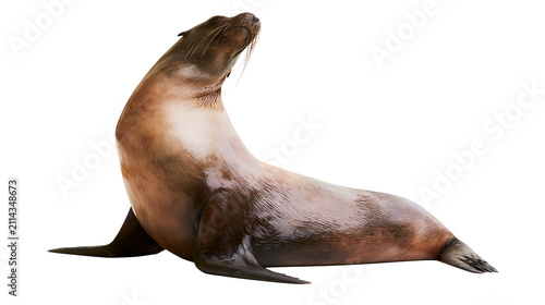 California sea lion with head tilted back, showing fur detail