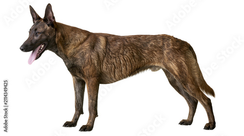 Obraz na plátně Brindle Dutch Shepherd dog standing profile view