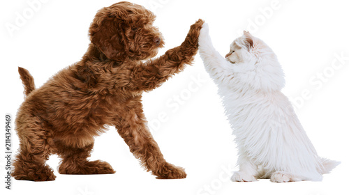 Brown dog and white cat giving high five