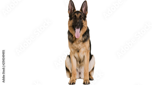 German Shepherd dog sitting with tongue out