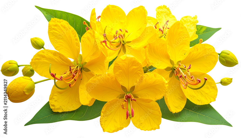 Obraz premium Vibrant Yellow Cassia Fistula Flowers Isolated Transparent Background Realistic Photo