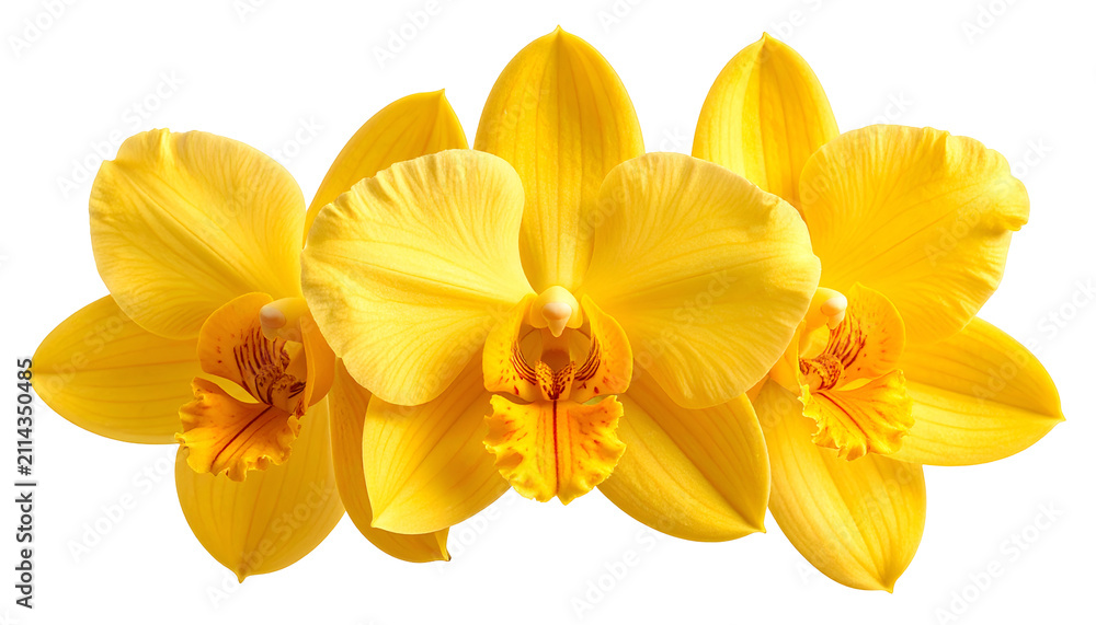 Obraz premium Vibrant Yellow Orchid Flowers Isolated Transparent Background Studio Lighting