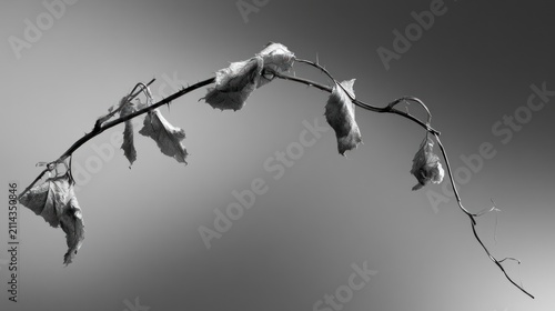 Black and white close up of a dry thorny branch with withered leaves against a gradient sky