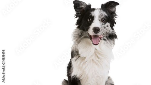 Black and white Border Collie dog sitting with tongue out