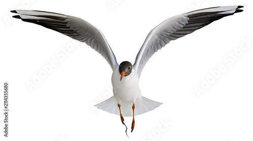 Black headed gull bird flying with wings spread wide