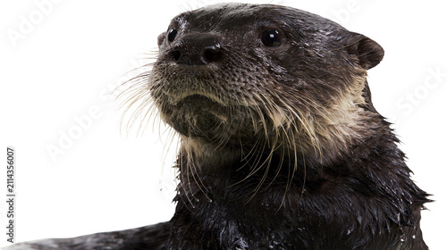 Фотография Wet otter face with long whiskers and dark fur