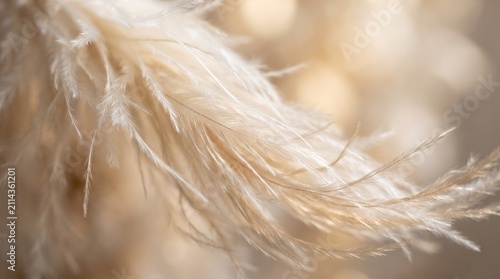 Pampas grass plume shows delicate textures in a close-up macro shot with soft golden lighting which creates a beautiful bokeh background effect for natural elegant design compositions for artistic.