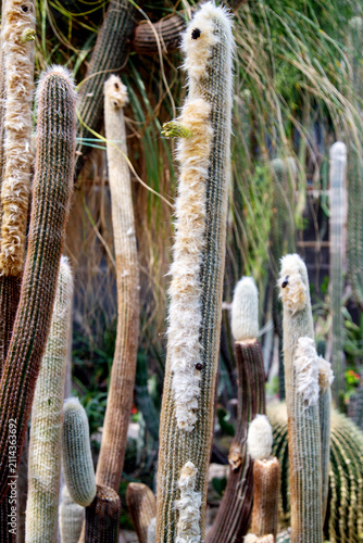 Cuadro en lienzo The Espoja senile cactus on a clear sunny day