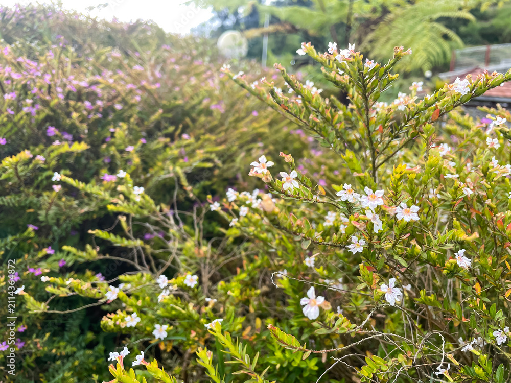 Obraz premium Blooming Westringia fruticosa coastal rosemary bush in a sunlit garden.
