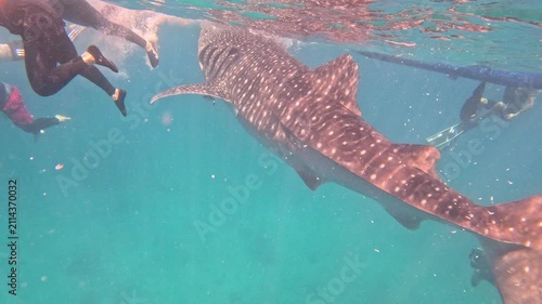 A massive whale shark swims very close to people splashing and swimming in fear while some capture photos and videos underwater during daytime.