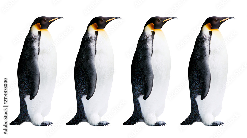 Obraz premium Four Emperor Penguins Standing Side by Side