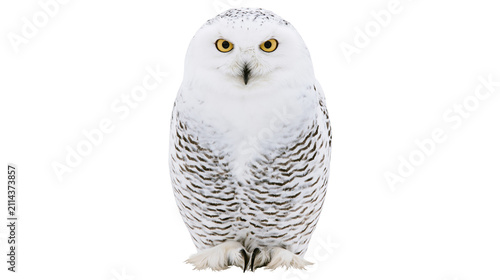 Принти на полотні Snowy owl with yellow eyes and dark markings on white