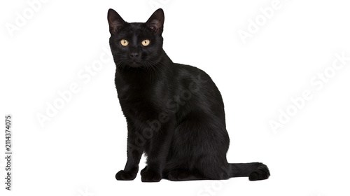 Foto Black cat with yellow eyes sitting