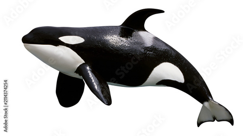 Fotografie Orca whale with black and white markings