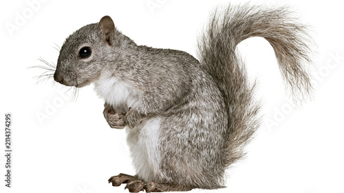 Принти на полотні Gray squirrel with bushy tail and white chest fur