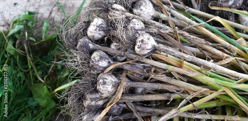 Fresh garlic bulbs with roots and stems freshly harvested from the garden. A close-up view highlights the natural textures and earthy colors of this popular culinary ingredient.