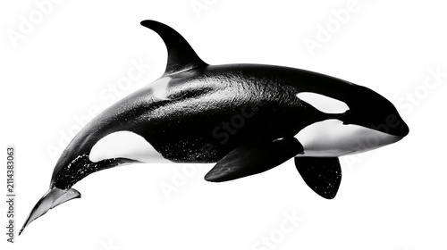 Bild auf Leinwand Orca whale killer whale, black and white marine mammal