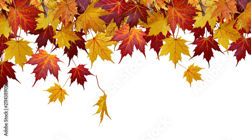Bild auf Leinwand Red and yellow maple leaves falling in autumn