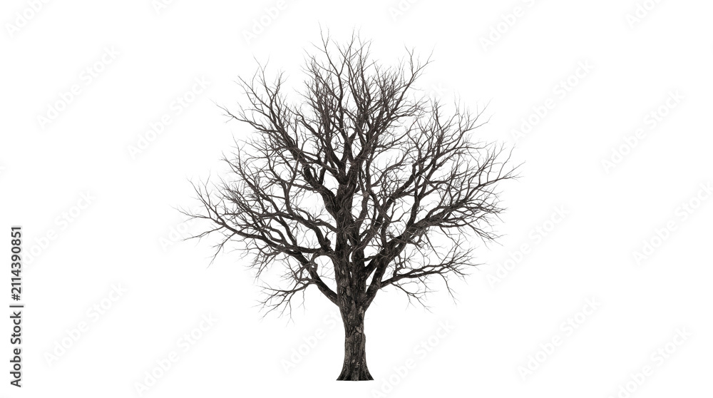 Obraz premium Leafless winter tree with intricate bare branches, isolated dead oak tree on white background, dark silhouette of deciduous tree in dormant season
