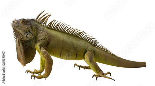 Obraz na płótnie Green iguana reptile with spiky crest and dewlap