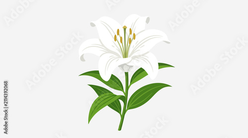 Bild auf Leinwand A beautiful white lily flower illustration isolated on a light grey background