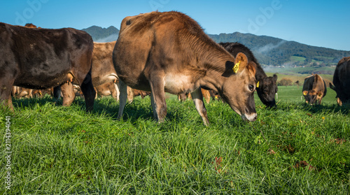 Bild auf Leinwand Rural scene, Herd of Jersey and Jersey cross dairy cows grazing in green grass