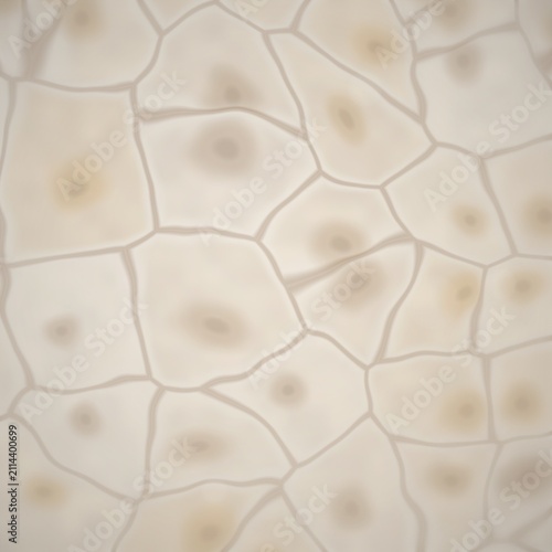 Bild auf Leinwand Microscopic view of cells with nuclei