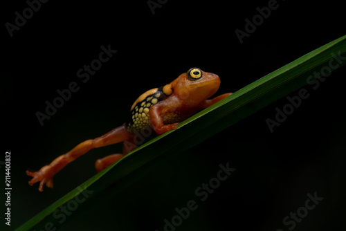 Canvastavla A critically endangered resplendent shrubfrog walks on a grass blade in its natu