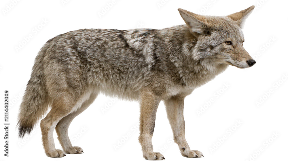 Fototapeta premium Coyote standing profile view full body
