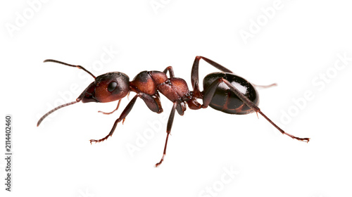 Fotografía Red ant with segmented body and antennae