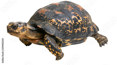 Foto Yellow-footed tortoise with patterned shell and scaly legs