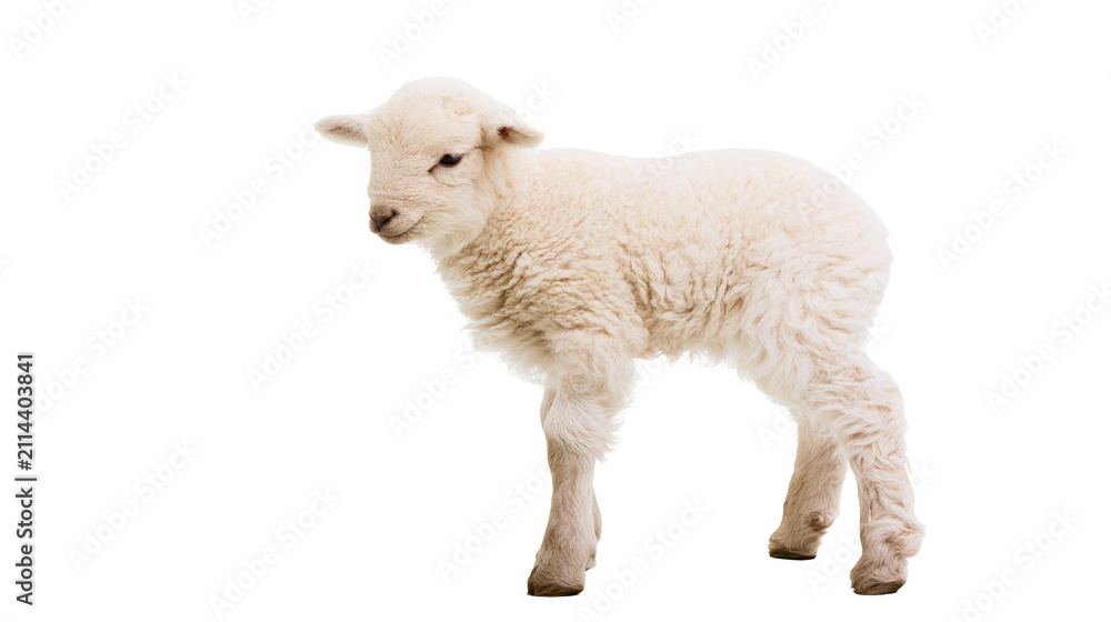 Fototapeta premium Fluffy white lamb standing on white