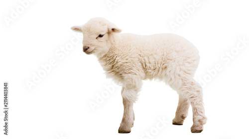 фотографія Fluffy white lamb standing on white