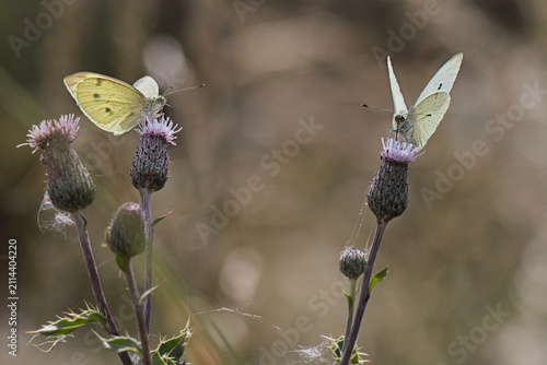 Two small white butterflies,  Pieris rapae, backlit by the sun whilst feeding on purple  thistle flowers.