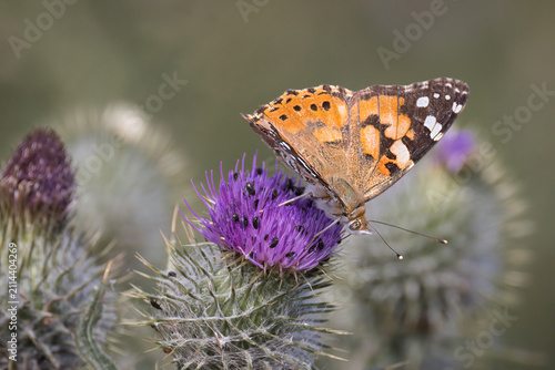 A painted lady butterfly, Vanessa cardui, rests on a vibrant purple thistle flower in a close up shot with a natural soft bokeh background.